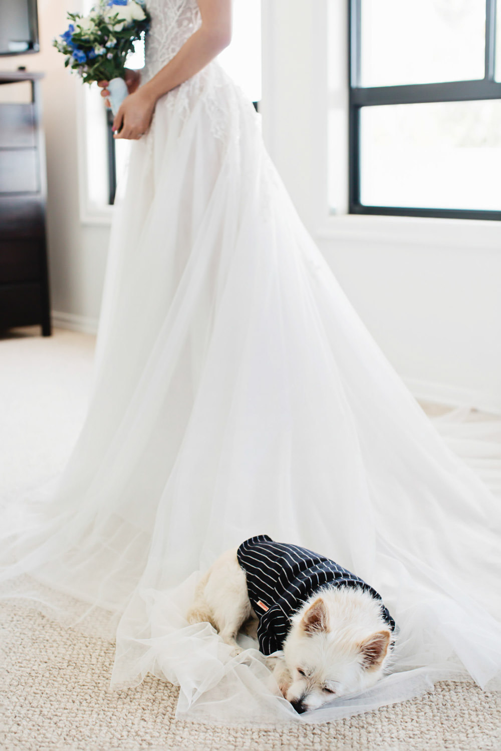 puppy-sleeping-on-brides-George-Wu-Dress-wedding-photography-packages-sanctuary-cove