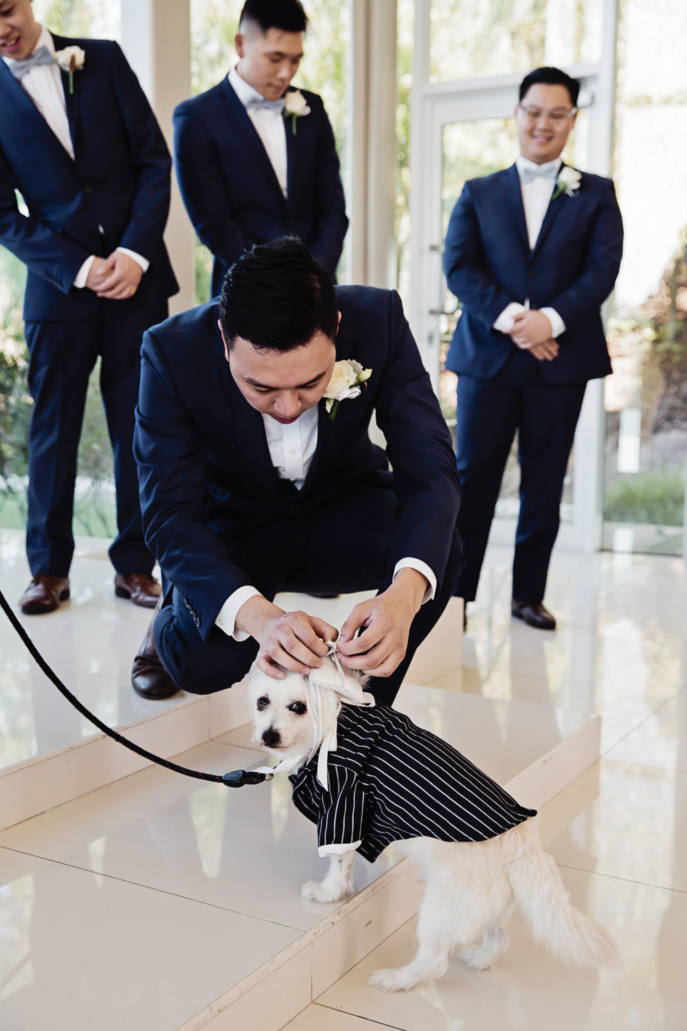 puppy-dog-delivering-wedding-rings_Sanctuary-cove-wedding-photography_quincenmulberrystudios