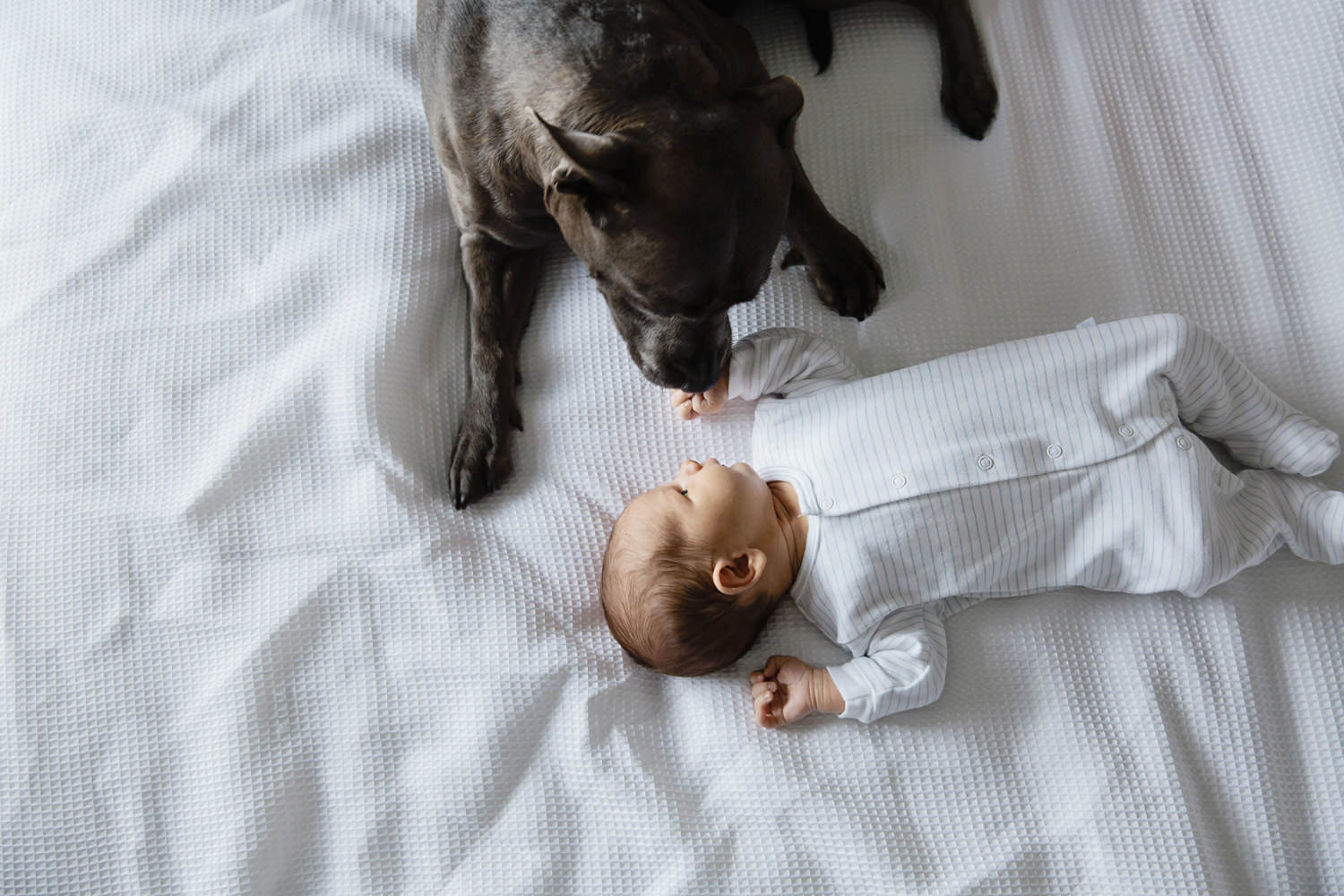 Natural-family with pets- -newborn-lifestyle-imagery- photography in Brisbane- QuinceandMulberry