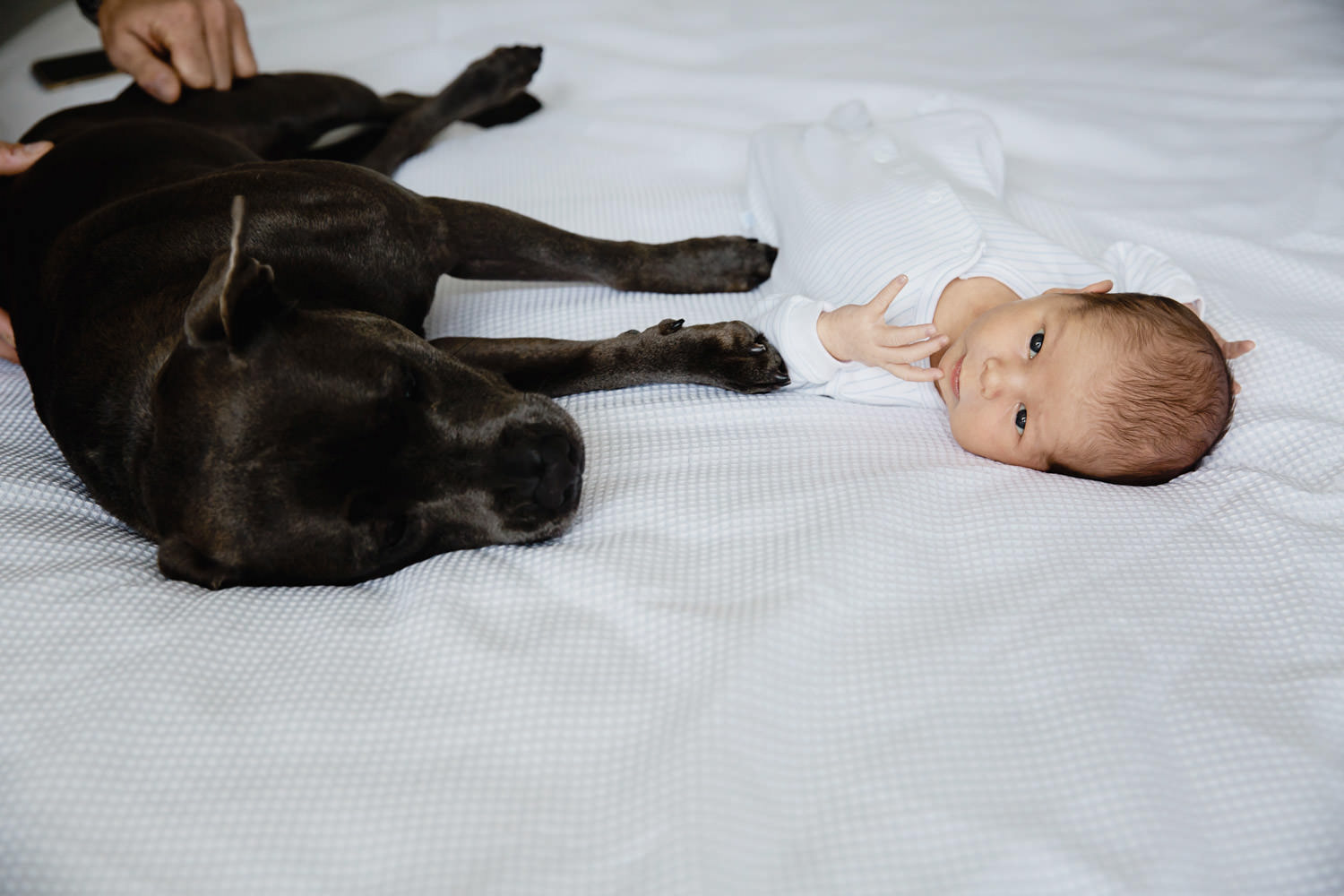 Natural-family-photography-with-dog-newborn-lifestyle-imagery- photography in Brisbane- QuinceandMulberry