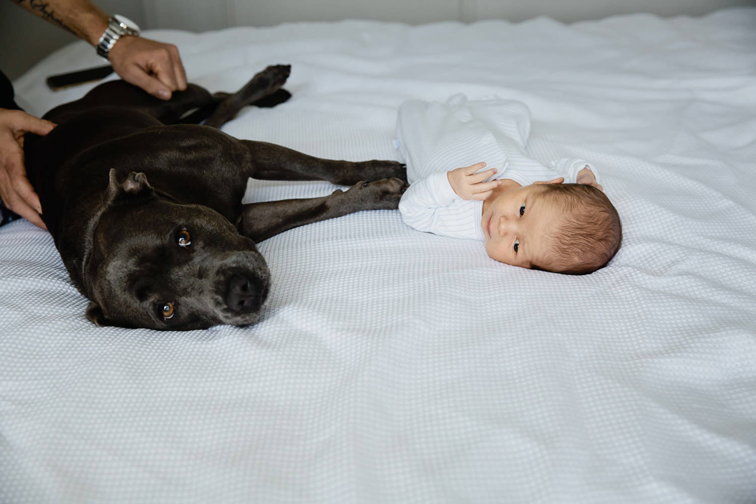 brisbane-newborn-photography-with-dog