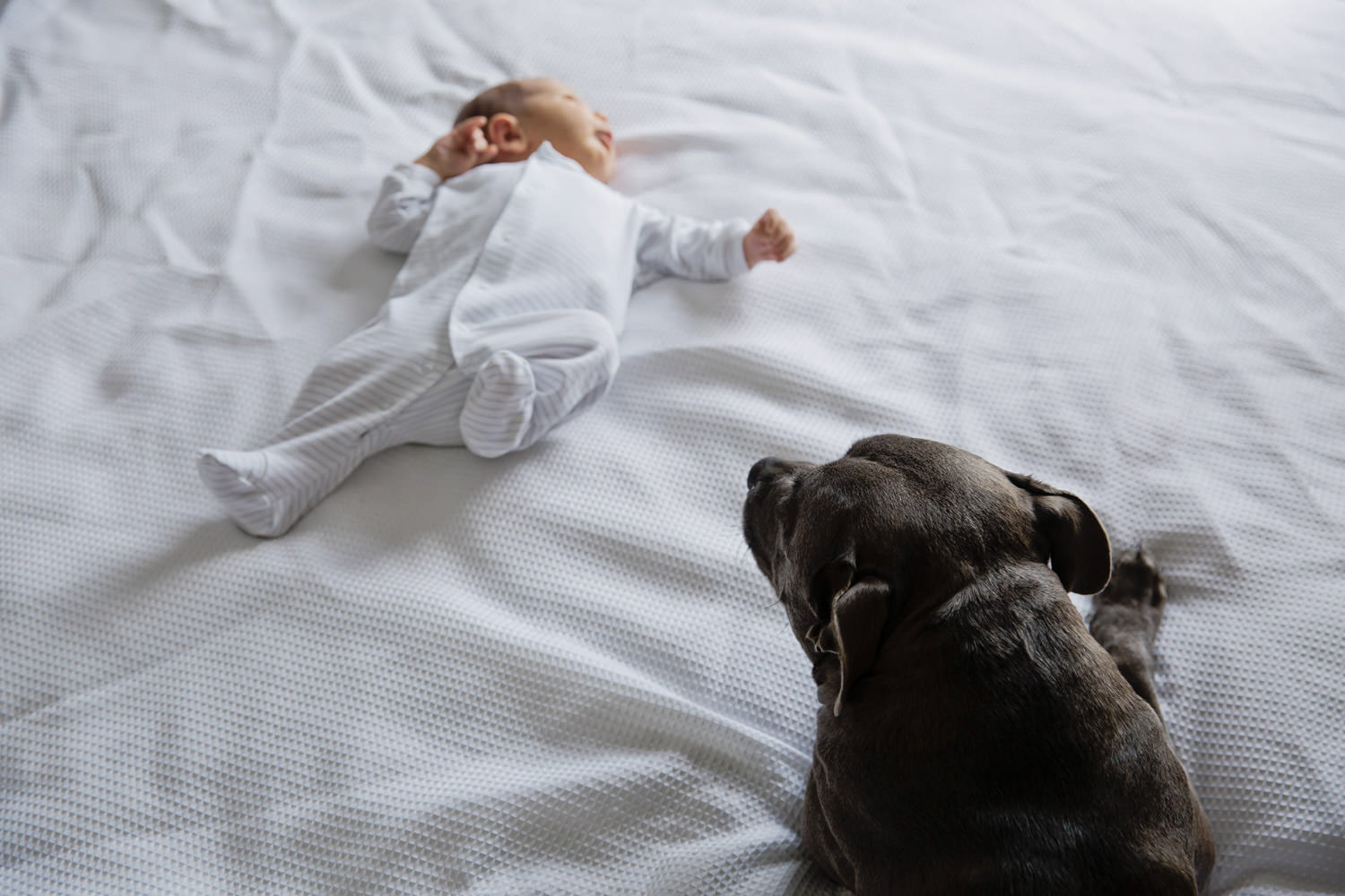 Family-with-pets, simple and beautiful maternity photography in Brisbane- QuinceandMulberry