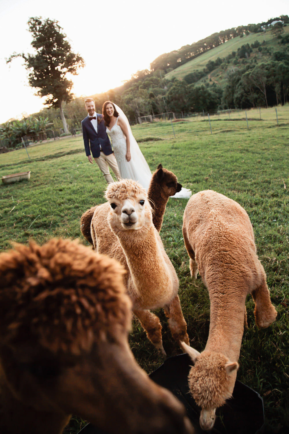 alpacas-farm_Ewingsdale-Hall_Byron_Bay-Wedding-QuincenmulberryStudios