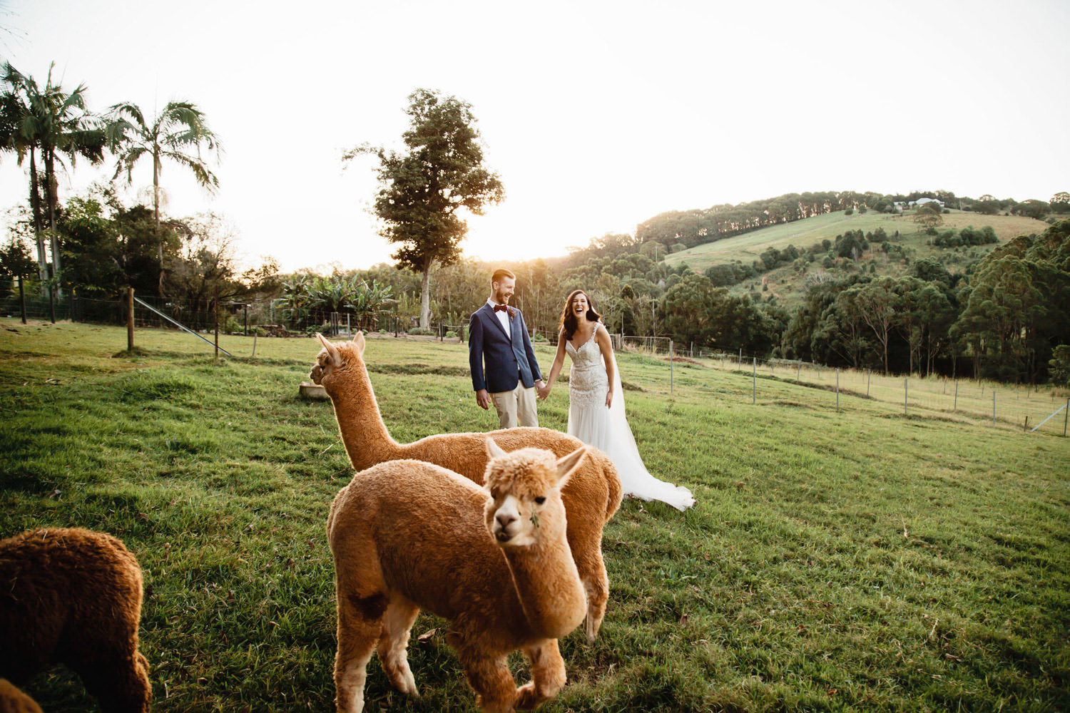 alpacas-bridal-party_Ewingsdale-Hall_Byron_Bay-Wedding-QuincenmulberryStudios